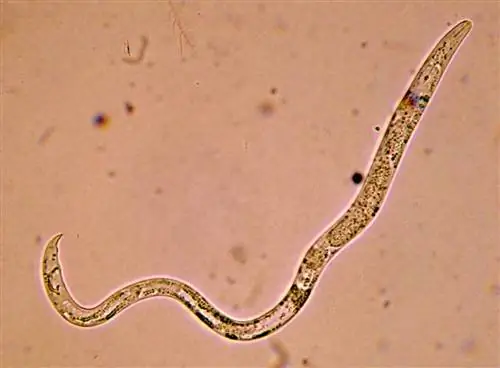 Нематоды могут предотвратить гибель пальмы от пайсандизии