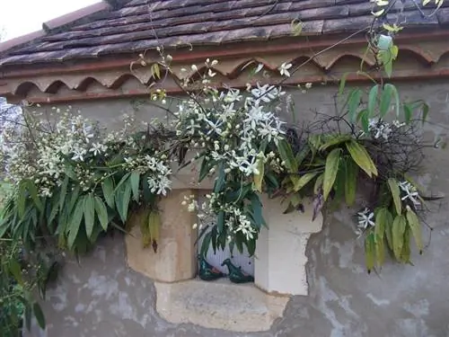 Лучшее, что вы можете сделать, это поддерживать свое растение в добром здравии, правильно обрезать клематисы и быть начеку при любых признаках болезни.