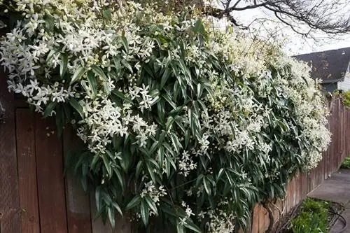 Болезни клематиса Арманда (Clematis armandii)