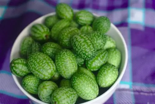Кукамелон (Melothria scabra)
