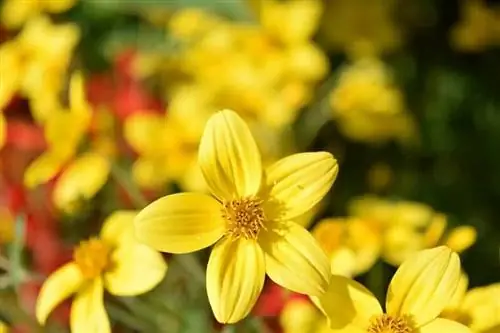 Bidens ferulifolia, также известная как желтая вербена.