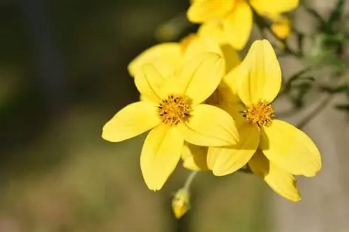 Характеристики Bidens ferulifolia