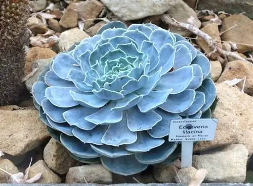 Echeveria lilacina, растение, которое легко найти в питомниках.