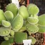 Взрослое растение Cotyledon tomentosa 'Ladysmithiensis'