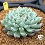 Красивый экземпляр Echeveria cuspidata var. Сарагоса