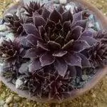 Семпервивум 'Темная красавица'