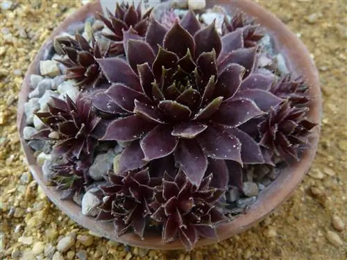 Что такое толстянки?