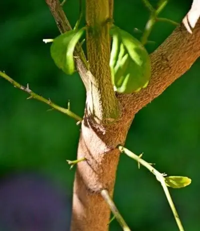 Ствол Citrus australasica