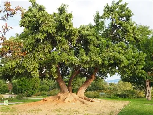 Омбу (Phytolacca dioica)