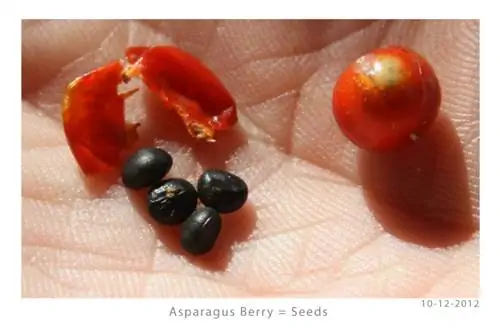 семена спаржи