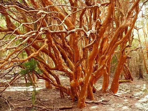 Ствол мирта очень декоративный