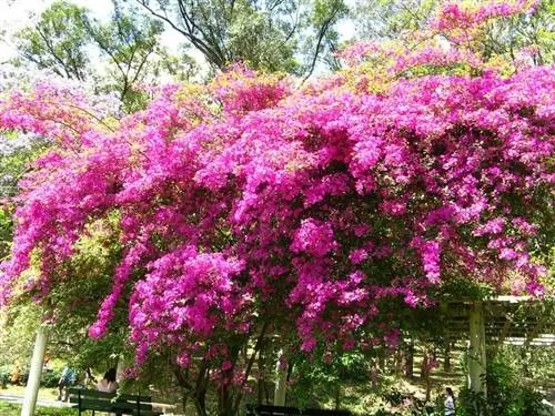 Сады с Bougainvillea glabra