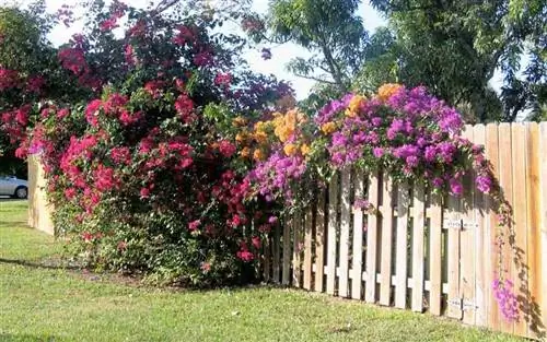 обрезка и уход