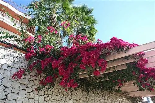 удобрение для бугенвилии