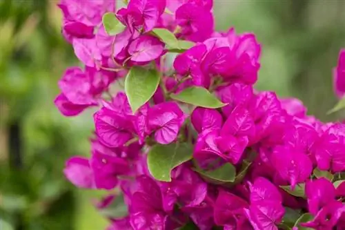 Бугенвиль (Bougainvillea glabra)