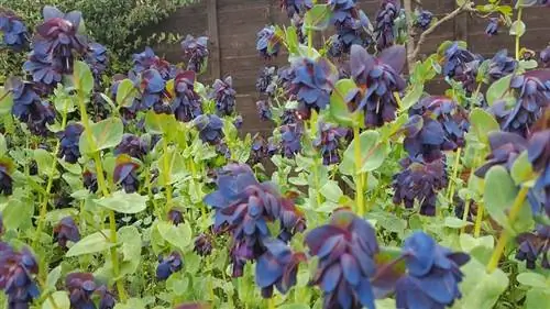 Голубятня (Cerinthe major)