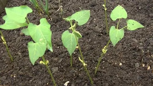 семена зеленой фасоли