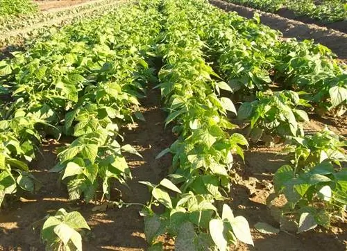 выращивание зеленой фасоли