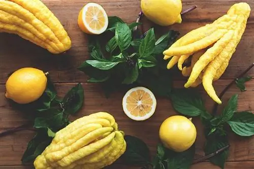 Лечебные свойства Citrus medica
