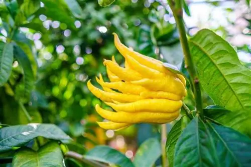 Лимон руки Будды (Citrus medica)
