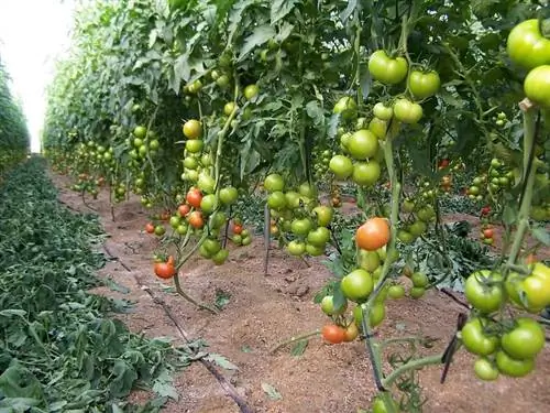 Каковы циклы грибка?