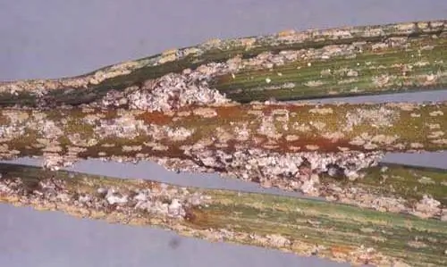 Как бороться с красным мучнистым червецом?