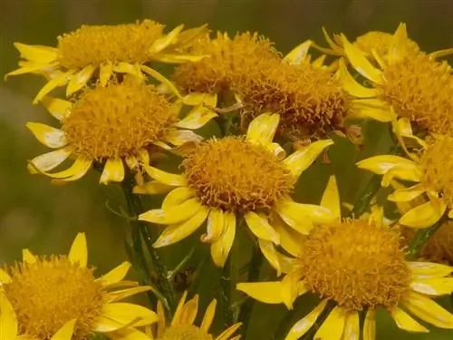 Арника (Arnica montana)