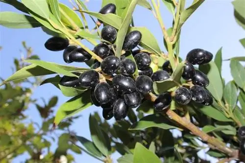 лавр с плодами