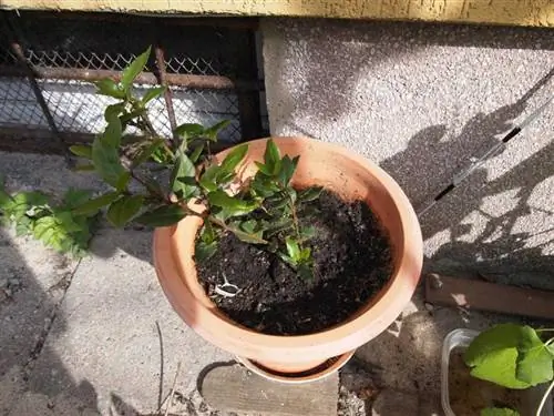 лавр в горшке