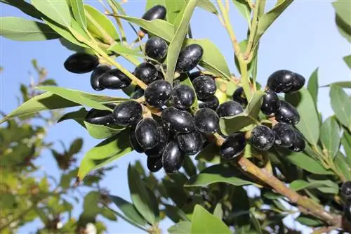 Как посадить плоды лавра?