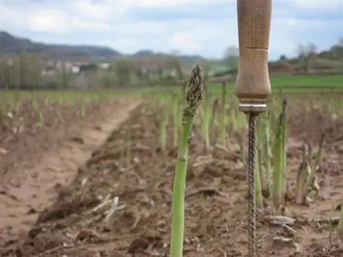 посадка спаржи