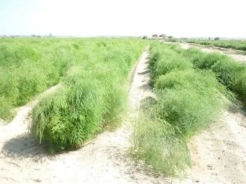 Технология выращивания спаржи