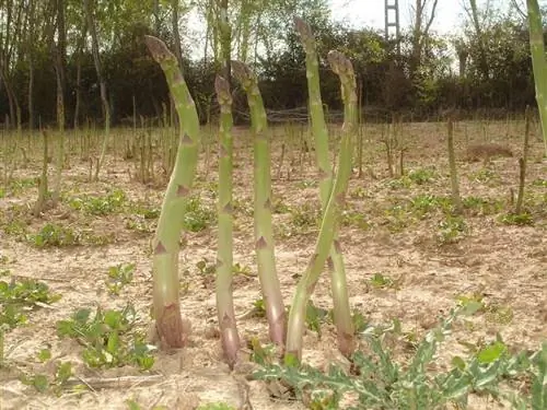 рост спаржи