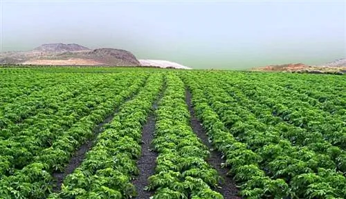 выращивание зеленой спаржи