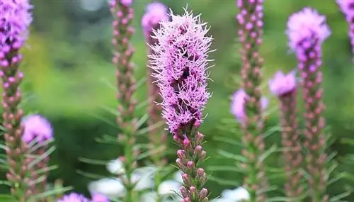 Пылающая звезда (Liatris spicata)
