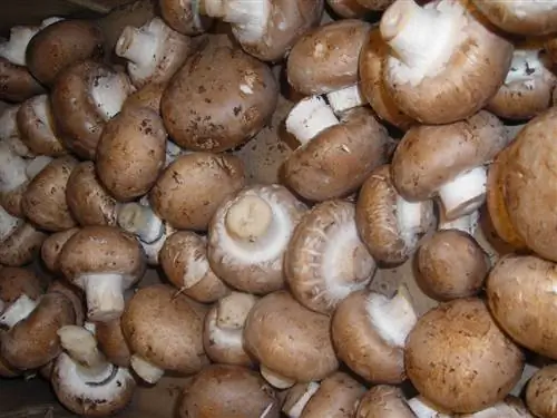 Гриб (Agaricus bisporus)