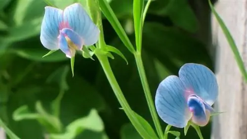 кузнечик с голубыми цветками