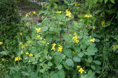 Чистотел (Chelidonium majus)