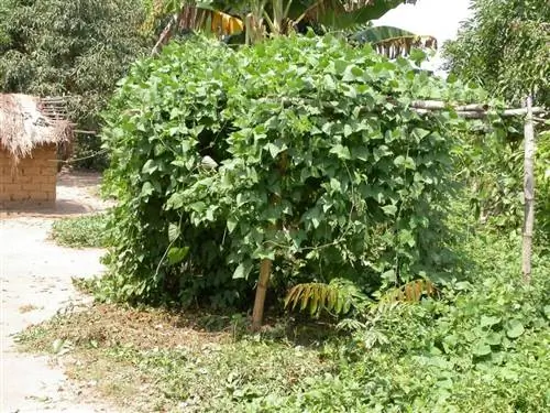 Вид на рожковое растение