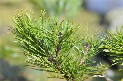 Сосна сибирская (Pinus sibirica)