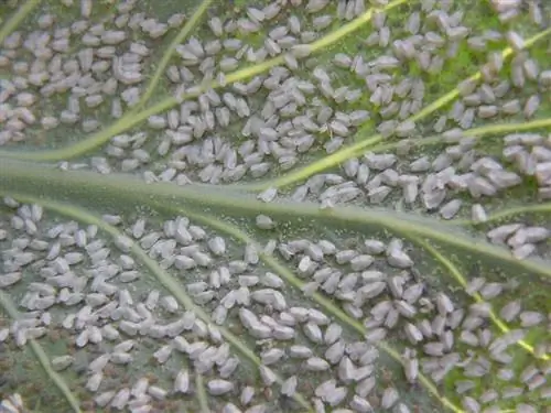 Лист, зараженный белокрылкой