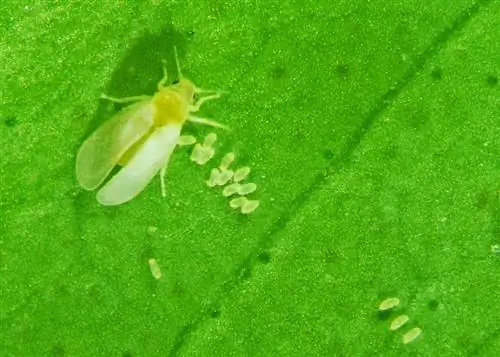 яйца белокрылки