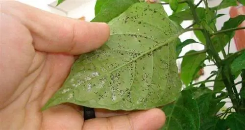 поврежденные листья