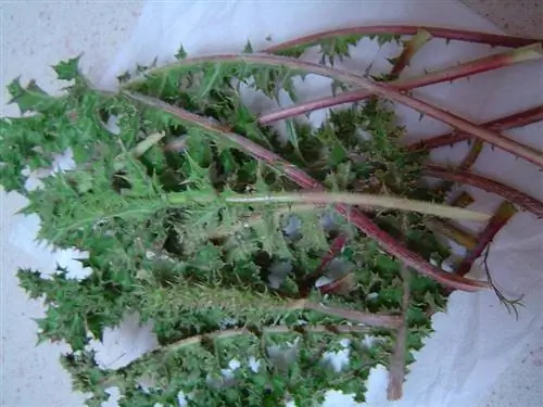 Лечебные свойства