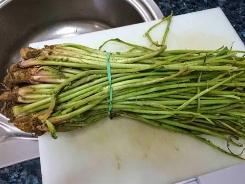 Коллекция тагарнин