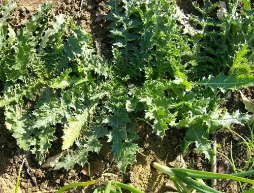 необходимый уход