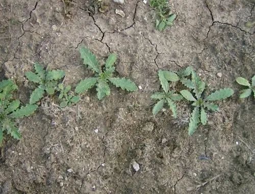Тагарнина и ее выращивание