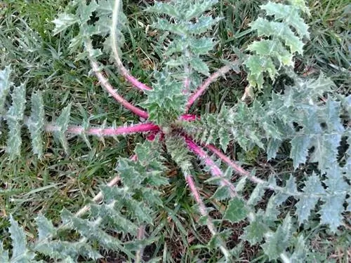 Тагарнины (Scolymus hispanicus)