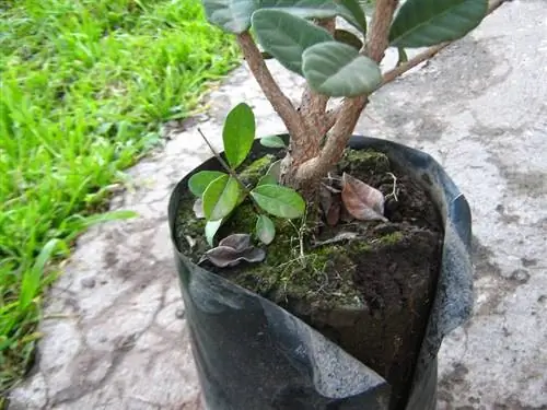 фейхоа в горшке