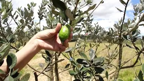 выращивание фейхоа